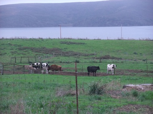 Straus Family Creamery