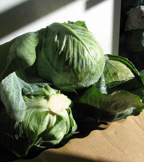 Cabbage from the San Francisco Food Bank