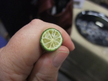 Shanley Farms Finger limes