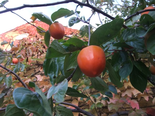 Persimmon tree at Jordan Winery