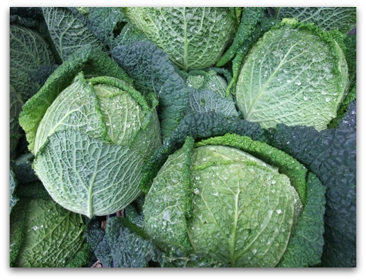 Savoy Cabbage