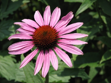 flower in Asheville