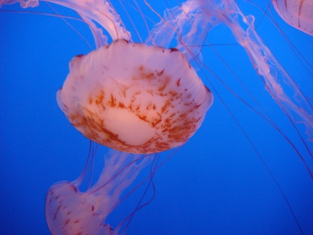 jellyfish