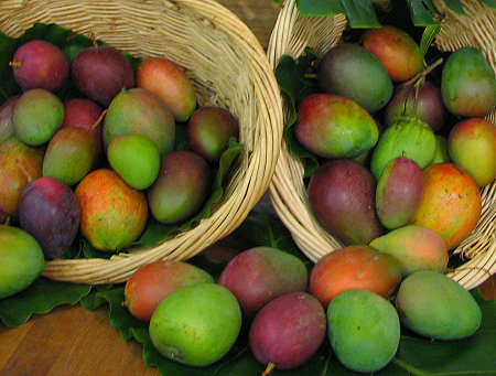 basket of mangoes