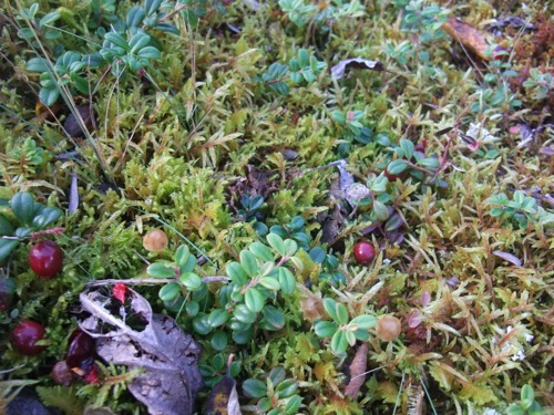 wild cranberries